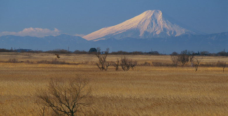 渡良瀬遊水地から見える富士山