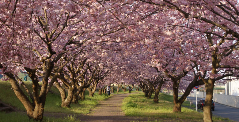 おやま二千本桜祭り